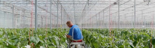 Агропарку под Нарвой быть, но не все до него доживут