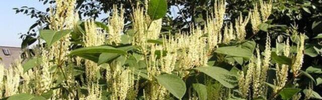 Министерство климата хочет обязать собственников земли уничтожать 6 видов инвазивных растений