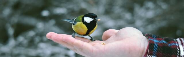 Кормить или не кормить? Специалист по охране природы рассказал, как помочь птицам, зимующим в Нарве