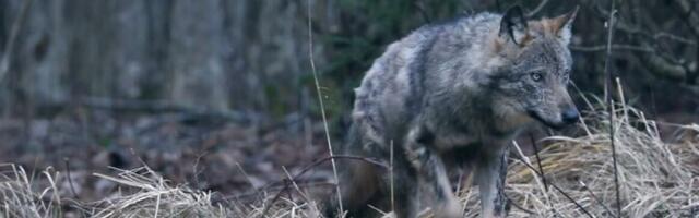 Департамент окружающей среды вновь увеличил объемы отстрела волков