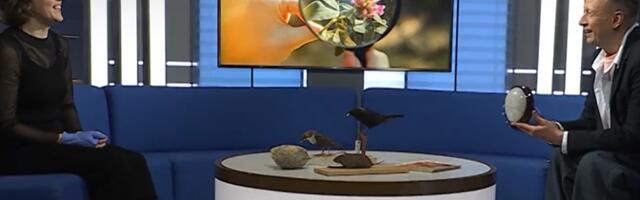 Музей ищет для выставки потрепанную книгу, водяную полевку и гнездо шершня