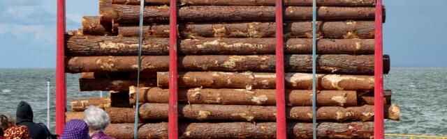 Отчёт: объём вырубки лесов в Эстонии почти на треть превышает их прирост