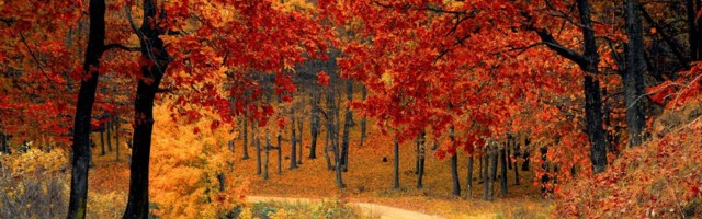 Пока листья не опали: 18 красивых снимков эстонской осени, которые мотивируют выбраться на природу