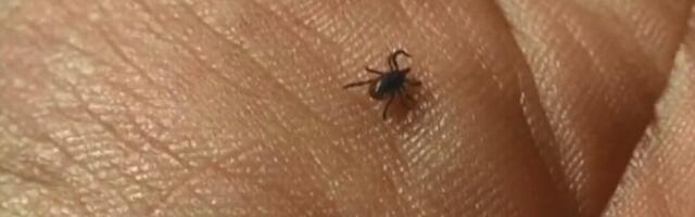 Германия испытывает нашествие клещей