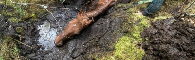 Спасатели помогли попавшей в болото лошади