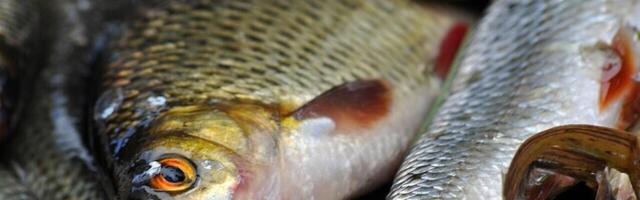 В 2024 году эстонские рыбаки выловили 63 000 тонн рыбы и морепродуктов