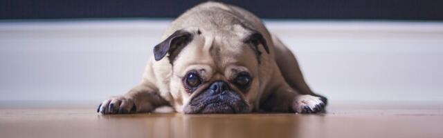 Кинолог: для собаки поход с хозяином в офис утомителен