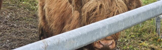 Без альтернатив? В Кийли начался забой брошенного стада коров 