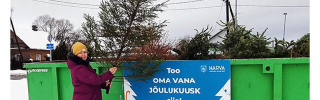 Куда нарвитянам девать новогодние ёлки?