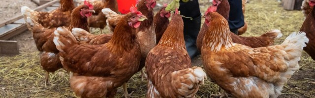На хуторе в Харьюмаа выявлен птичий грипп. В округе находится еще 21 птицеферма