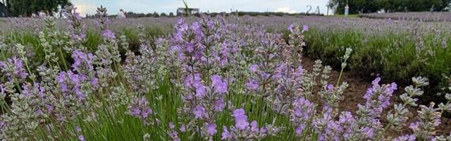 В пятницу пройдут кратковременные дожди с грозами, +20..+25