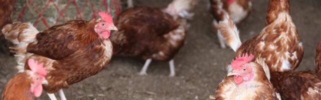 Внимание! С сегодняшнего дня в Эстонии запрещено содержание домашней птицы на открытом воздухе