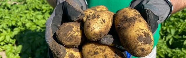 Эстонии грозит сокращение числа отечественных сортов овощей