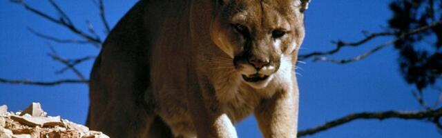 Сообщения о пуме продолжают поступать со всей Эстонии, в том числе из Ида-Вирумаа