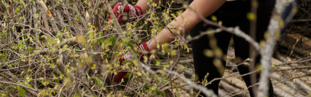 Сжигание садовых отходов может обернуться штрафом