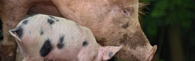 В Йыгева­маа выявлен очаг АЧС на ферме с почти 650 свиньями