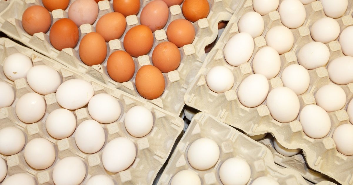Инкубатор для яиц на птицефабрике. Санитария классификация яиц. Свердловские яйца от производителя фото. Яйца обтягивают
