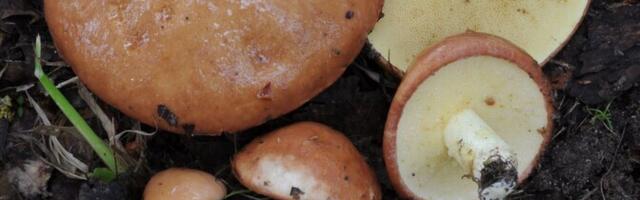 Специалист по правильному питанию: грибы – это суперфуд