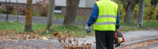 В Таллинне начался осенний сбор садовых отходов: мешки с листьями принимают бесплатно