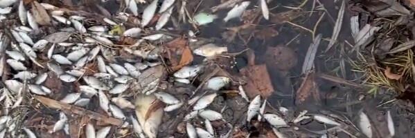 В озерах Эстонии из-за жары начала гибнуть рыба