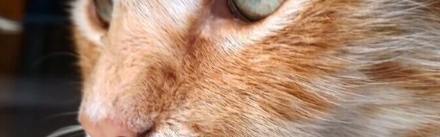 Нарвитянина временно освободили из-под стражи, чтобы он мог обустроить быт кота