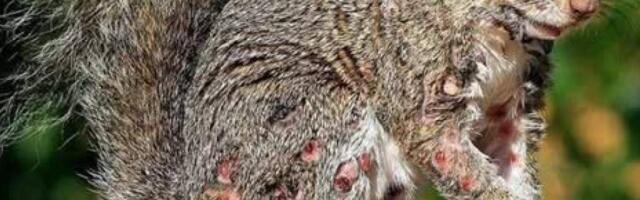 Нашествие зомби-белок и зомби-котов: США охватила странная напасть