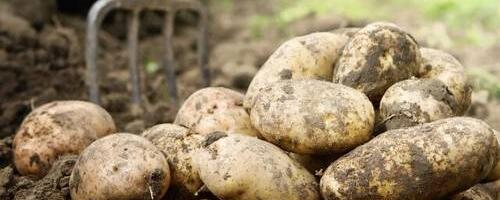 Некоторые картофелеводы могут обанкротиться — из-за неблагоприятных погодных условий