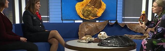 НТД: сувениры, сделанные из исчезающих видов, нельзя провозить через границу