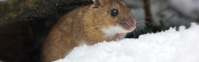 Еврокомиссия планирует запретить травить мышей ядом