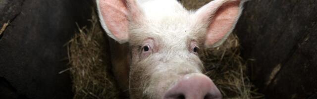 Правительство выделит 4 млн евро на борьбу с африканской чумой свиней