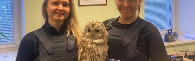 Вор установлен, а длиннохвостая неясыть найдена