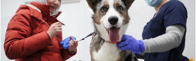 Коронавирус в России: первая вакцина для животных и споры о третьей волне
