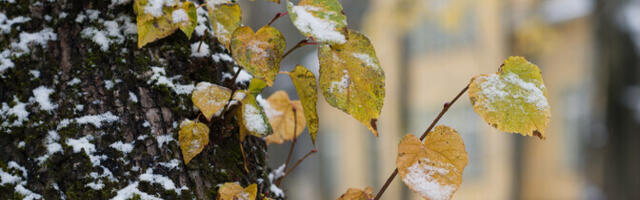Во вторник местами снег, -1...-6