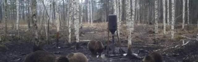 Медведи в Латвии проснулись и активно ищут пропитание (+ФОТО)
