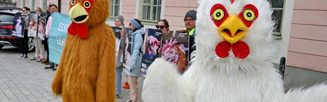 В Рийгикогу решается судьба запрета на содержание кур в клетках в Эстонии