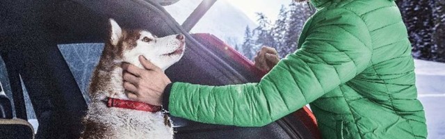 Как правильно перевозить домашних животных зимой?