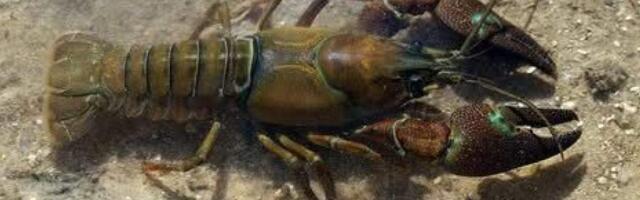 Американский сигнальный рак захватывает латвийские водоемы, уничтожая местных речных раков