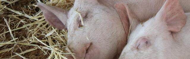 В связи с распространением АЧС компания Frank Kutter прекращает работу, сотрудники сокращены