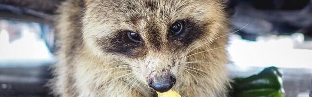 Тийт Маран: первые еноты в лесах Эстонии могут появиться уже через пять лет