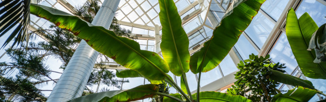 В таллинском Ботаническом саду торжественно открыли отремонтированный Пальмовый дом