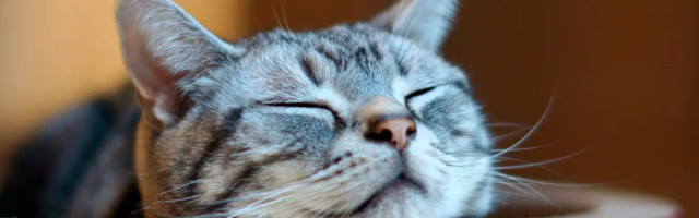 В Кохтла-Ярве 27 августа пройдет бесплатная вакцинация собак и кошек