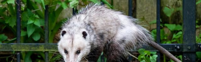 В Бразилии опоссум распугал волейболисток во время матча