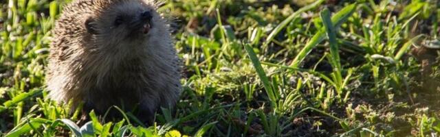 Студентка Тартуского университета рассказала, как владельцы городских садов могут помочь ежам