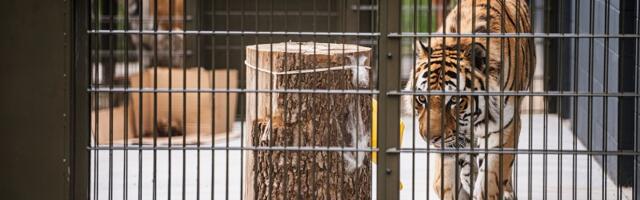 Таллиннский зоопарк предлагает бесплатный вход для детей и подростков