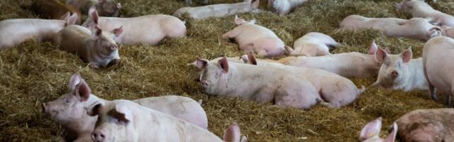 Покупателям подложили свинью? Ждать ли роста цен из-за чумы