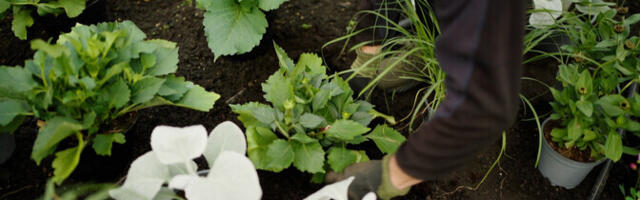 "Эко? Логично": строительные отходы и Кадриорг