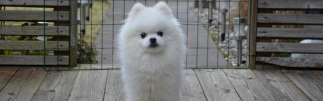 Суд вернул владельцам несколько шпицев, изъятых из питомника с плохими условиями содержания