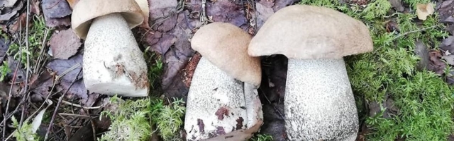 Грибники в шоке: в лесу уже появились первые белые грибы!