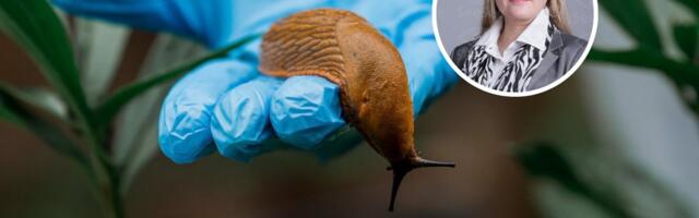 ОТВЕЧАЕТ ЮРИСТ | Что можно сделать, если сосед не борется с испанскими слизнями?