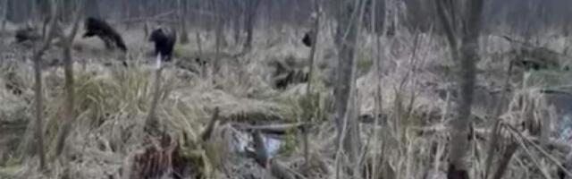 Встреча человека с семейством медведей в латвийском лесу попало на видео